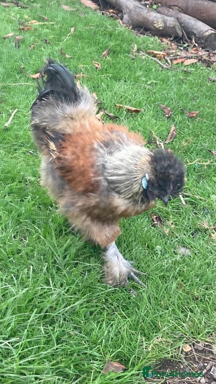 Chickens poultry Pure bred Silkie cockerel - Advert 14