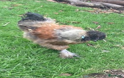 Chickens poultry for sale: Pure bred Silkie cockerel - Image 1