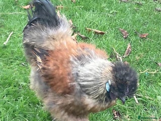 Chickens poultry for sale - Advert 1