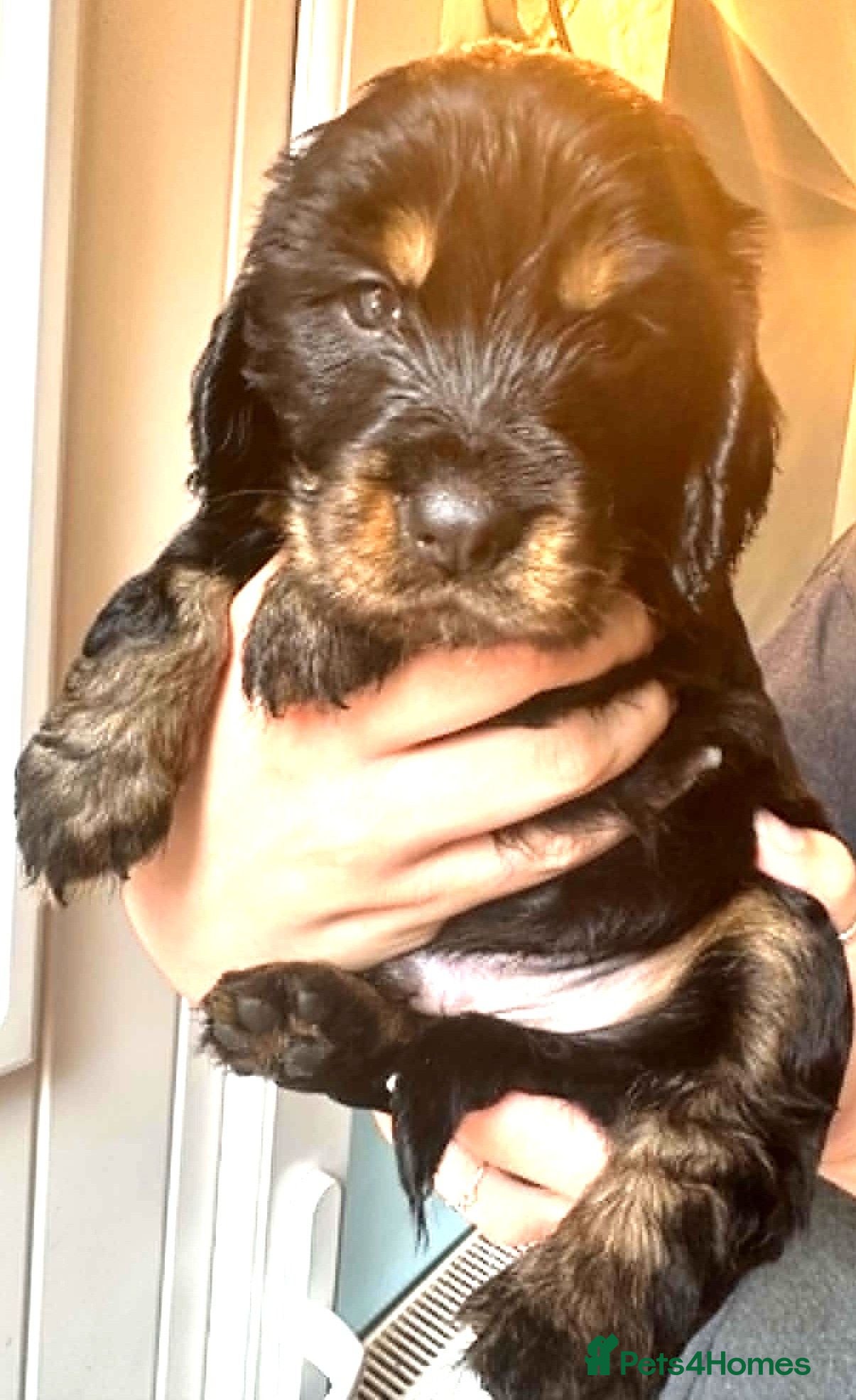 Cocker Spaniel dogs 6 Stunning Working Cocker Spaniels.3 boys 3 girls - Advert 2