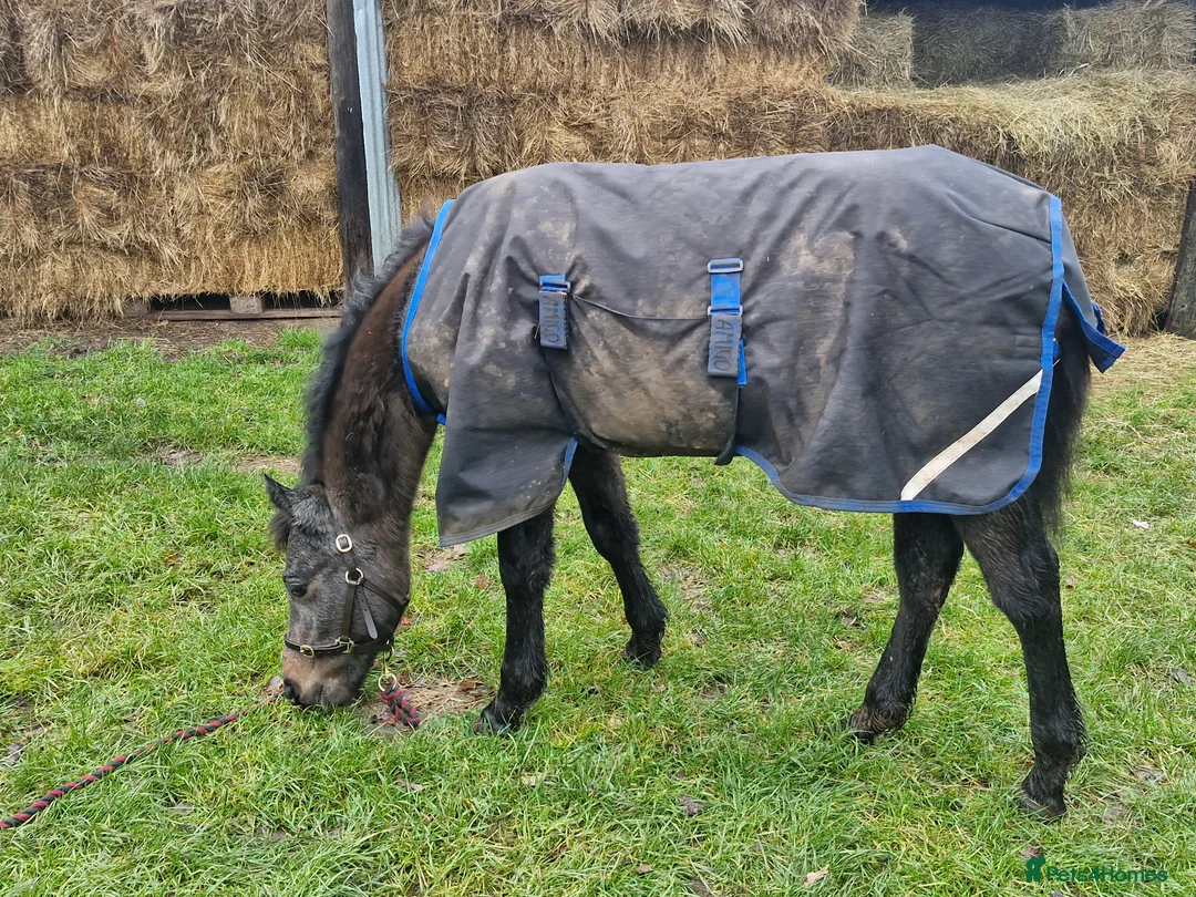 Connemara horses for sale: Class 1 Connemara filly - Advert 2