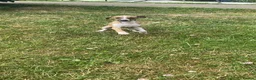 Italian Greyhound dogs for sale: Italian greyhounds in Doncaster - Advert 8