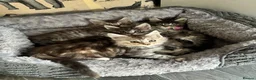 Maine Coon cats for sale: Maine coon kittens  - Advert 24