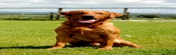 Labrador Retriever dogs for stud: Fully Health Tested Red Fox Lab Stud - Advert 10