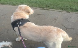 Labrador Retriever dogs for stud: Beautiful champagne boy for Stud - Image 3