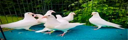Pigeons birds for sale: White racing Pigeons for sale.Delbar bloodline. - Advert 6