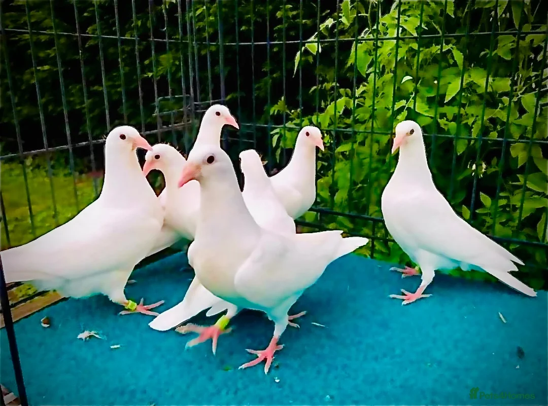 Pigeons birds for sale: White racing Pigeons for sale.Delbar bloodline. - Advert 1