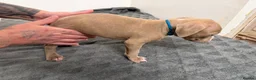 American Bully dogs for sale: American pocket bully puppies for sale 🐾 - Advert 24