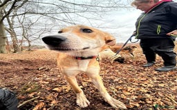 Mixed Breed dogs for adoption: Cristina - Norwich Norfolk  - Image 13