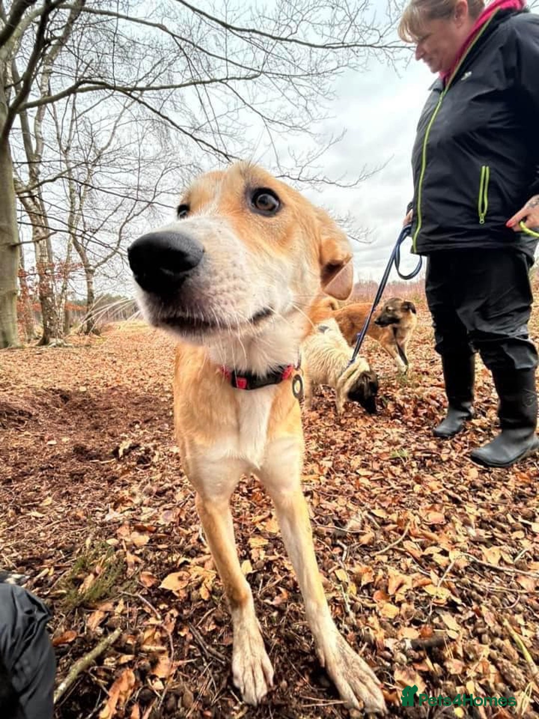 Mixed Breed dogs for adoption: Cristina - Norwich Norfolk  - Image 13