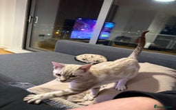 Bengal cats for sale: Buzz and Woody - Image 5