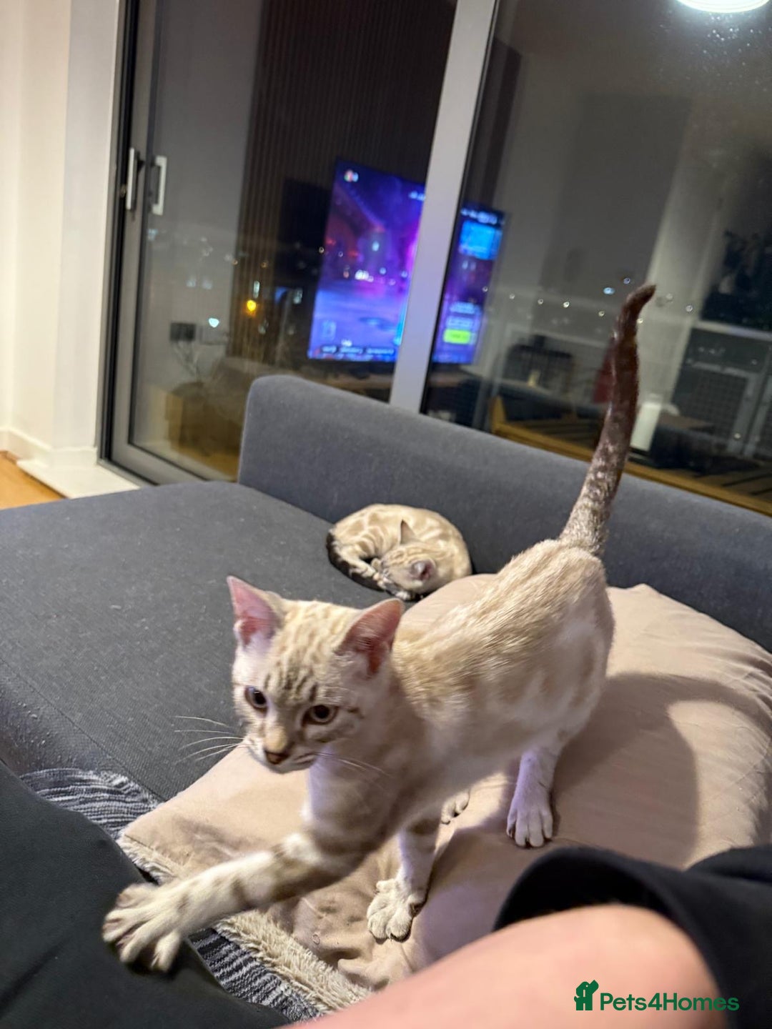 Bengal cats for sale: Buzz and Woody - Image 5