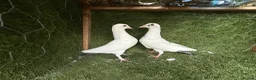 Pigeons birds for sale: Strong Breeding Pigeon Pairs – £70 Per Pair - Advert 4