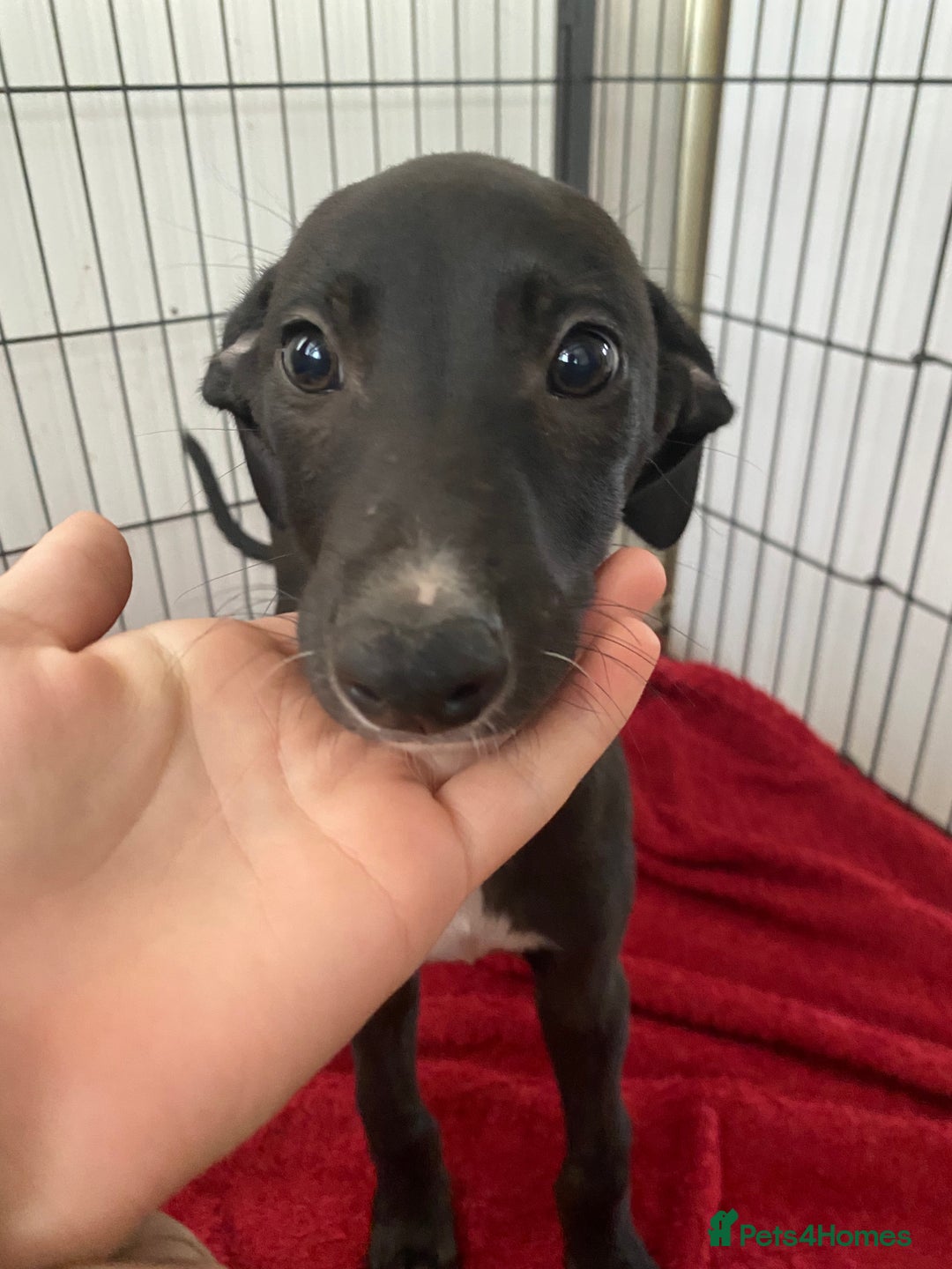 Mixed Breed dogs for sale: Lurcher puppies  - Image 2