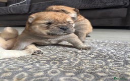 Chow Chow dogs for sale: chow chow puppies  - Image 8