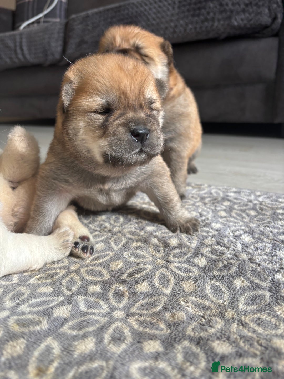 Chow Chow dogs for sale: chow chow puppies  - Image 8