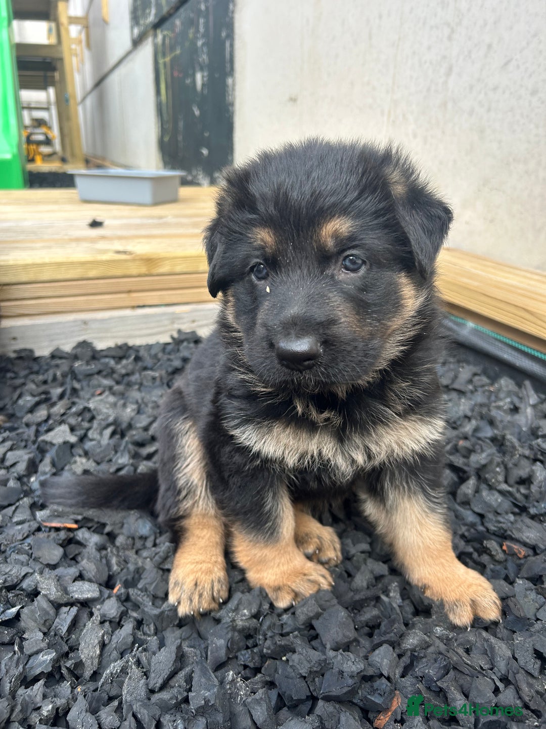 German Shepherd dogs for sale: Gorgeous Male German Shepherd Pup for Sale - Image 7