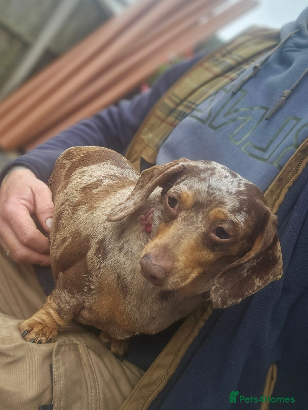 Miniature Dachshund dogs for sale: Proper miniature dachshunds  - Image 6