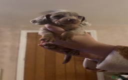 Miniature Dachshund dogs for sale: Miniature Dachshund Puppies - Image 20