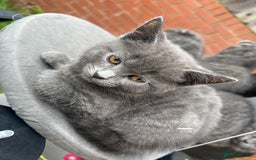 Scottish Fold cats for sale: Scottish-fold Kittens   - Image 29