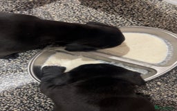 Mixed Breed dogs for sale: Sprocker cross blue staffy puppies for sale  - Image 7