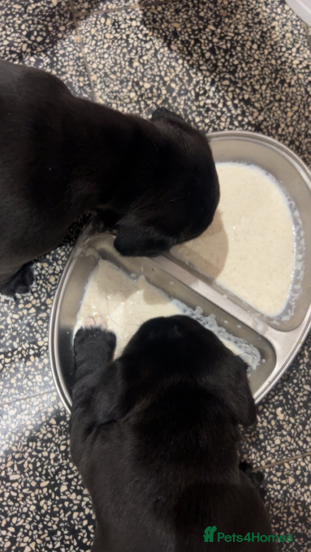 Mixed Breed dogs for sale: Sprocker cross blue staffy puppies for sale  - Image 7