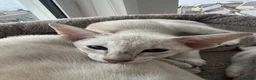 Siamese cats for sale: A litter of 3 beautiful Siamese kittens  - Advert 5