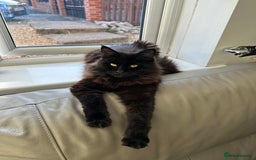 Maine Coon cats for sale: Male MaineCoon - Image 8