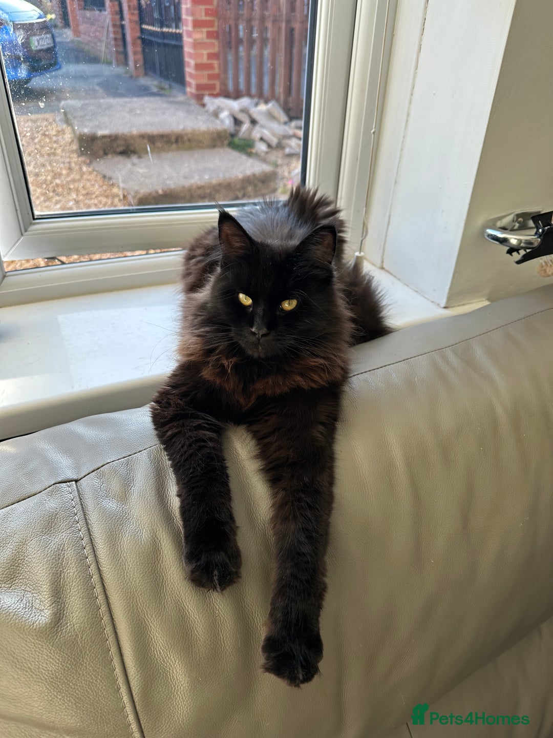 Maine Coon cats for sale: Male MaineCoon - Image 8