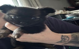 Pomchi dogs for sale: 2 beautiful tiny little Pomchi girls - Image 27