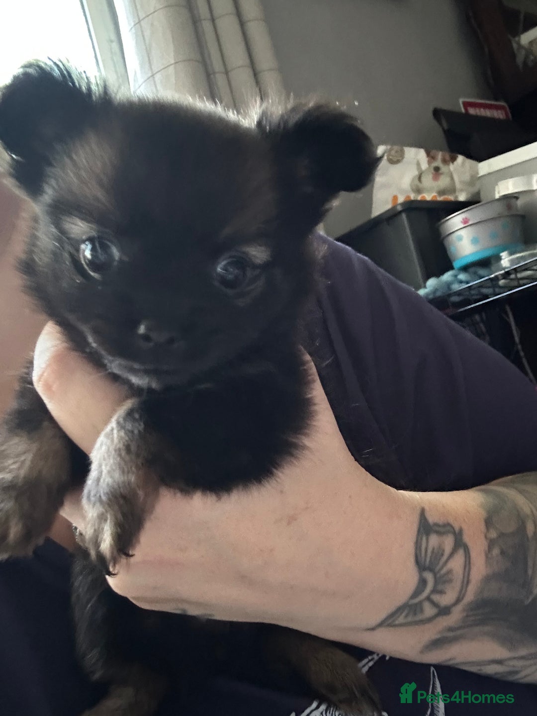 Pomchi dogs for sale: 2 beautiful tiny little Pomchi girls - Image 27