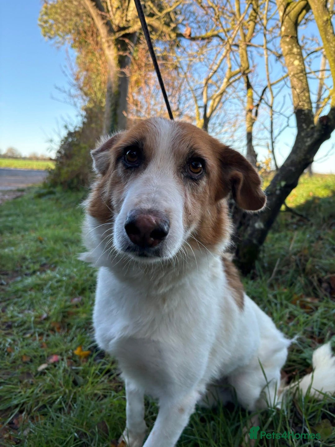Mixed Breed dogs for adoption: Freud - Norwich Norfolk  - Advert 4