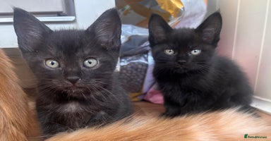 Maine Coon cats - Advert 16
