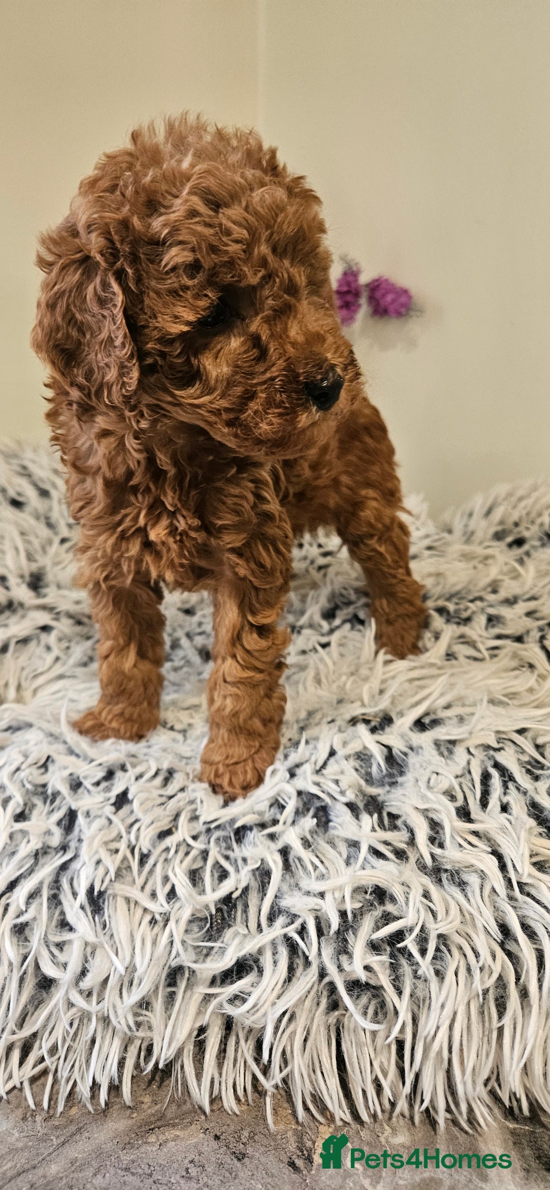 Toy Poodle dogs for sale: Beautiful Red Toy Poodle Puppies - Advert 18