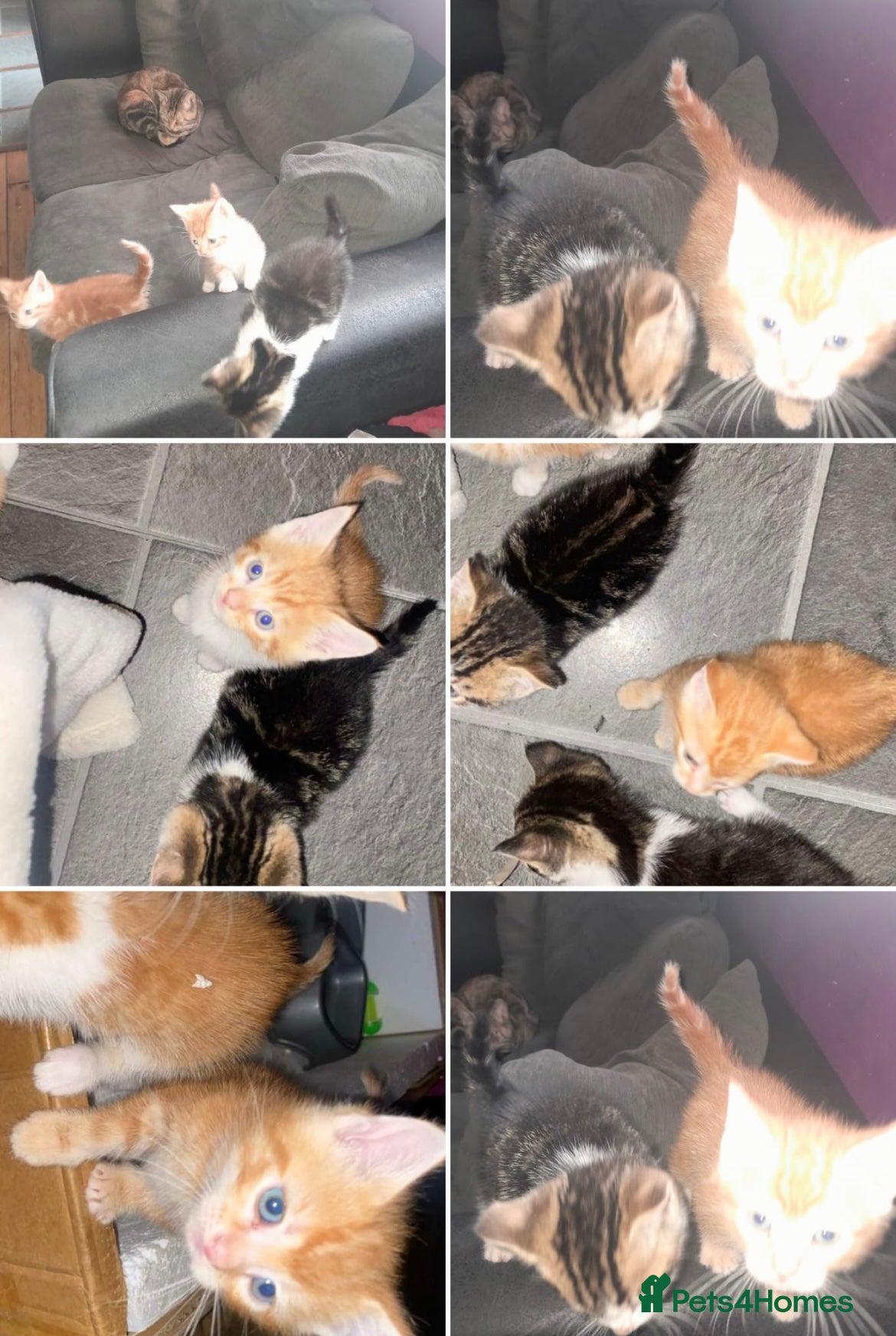 Mixed Breed cats 4 Adorable kittens for sale.  Ready now.  - Advert 1