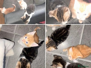 Mixed Breed cats 4 Adorable kittens for sale. Ready now. - Advert 1