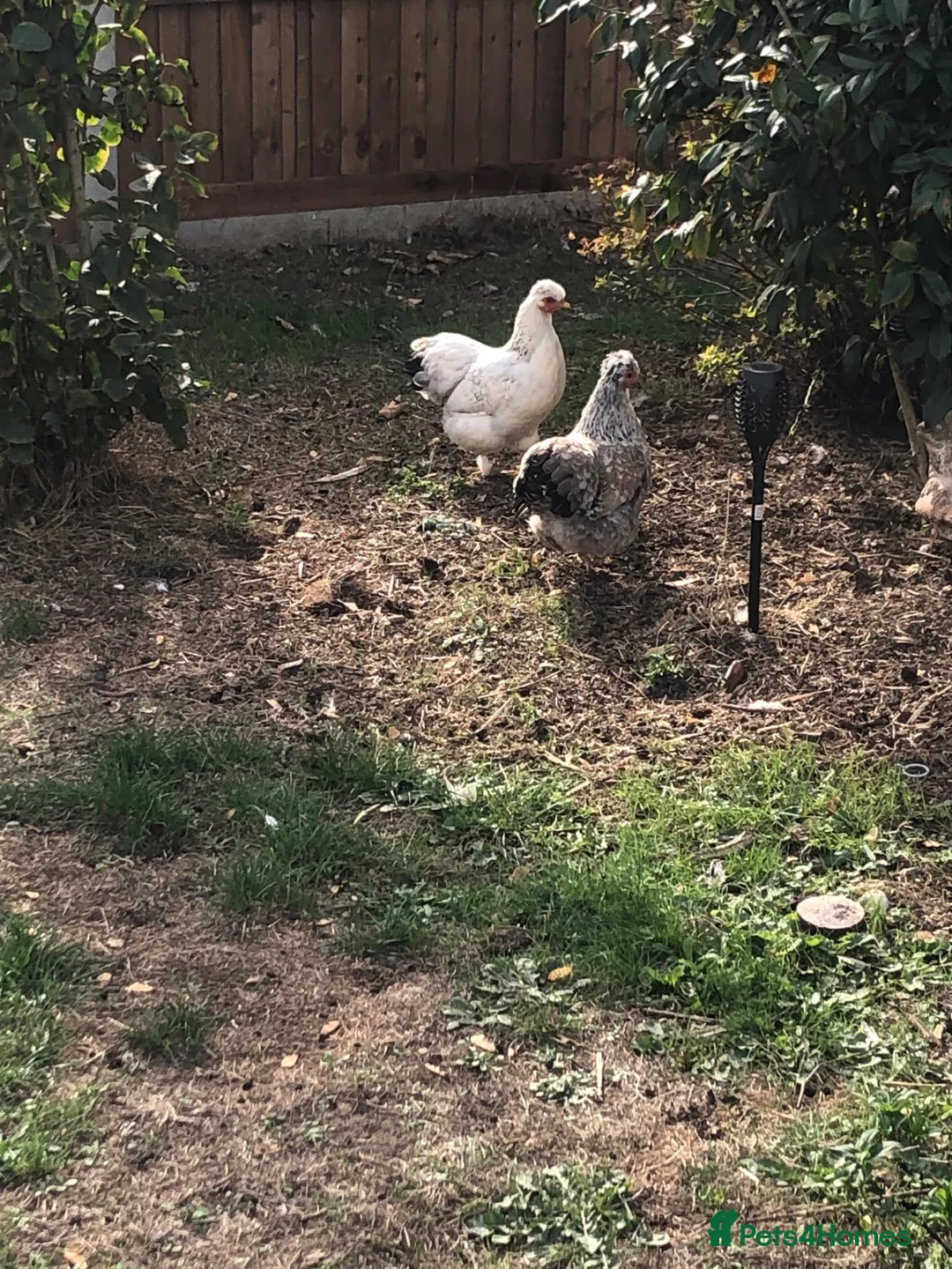 Chickens poultry for sale: 2 Batam hens - Advert 1