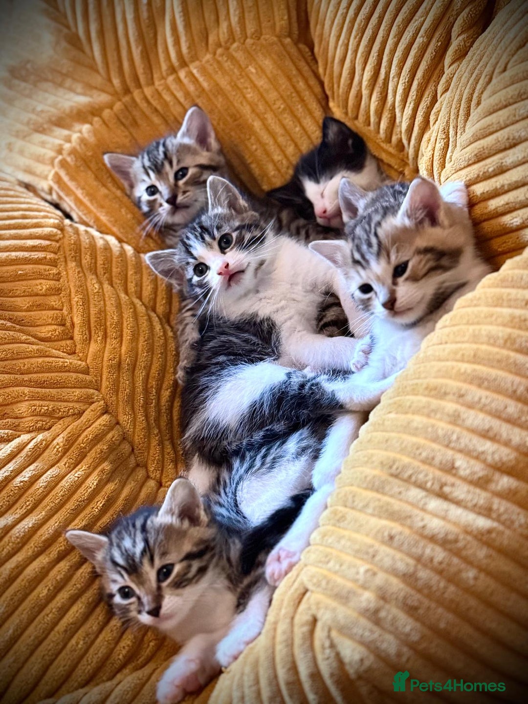 Ragdoll cats for sale: 🌟 Ragdoll x Bengal – Exquisite Baby Kittens 🌟 - Image 25