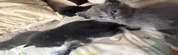 Ragdoll cats for sale: RAGDOLL X SHORTHAIR KITTENS  - Advert 16