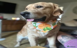 Golden Retriever dogs for sale: Bailey, Golden Retriever Male Just turned 2 - Image 1