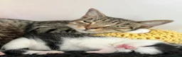 Mixed Breed cats for sale: 🐾 FLUFFY KITTENS ( ready to leave 8th Dec )  - Advert 1