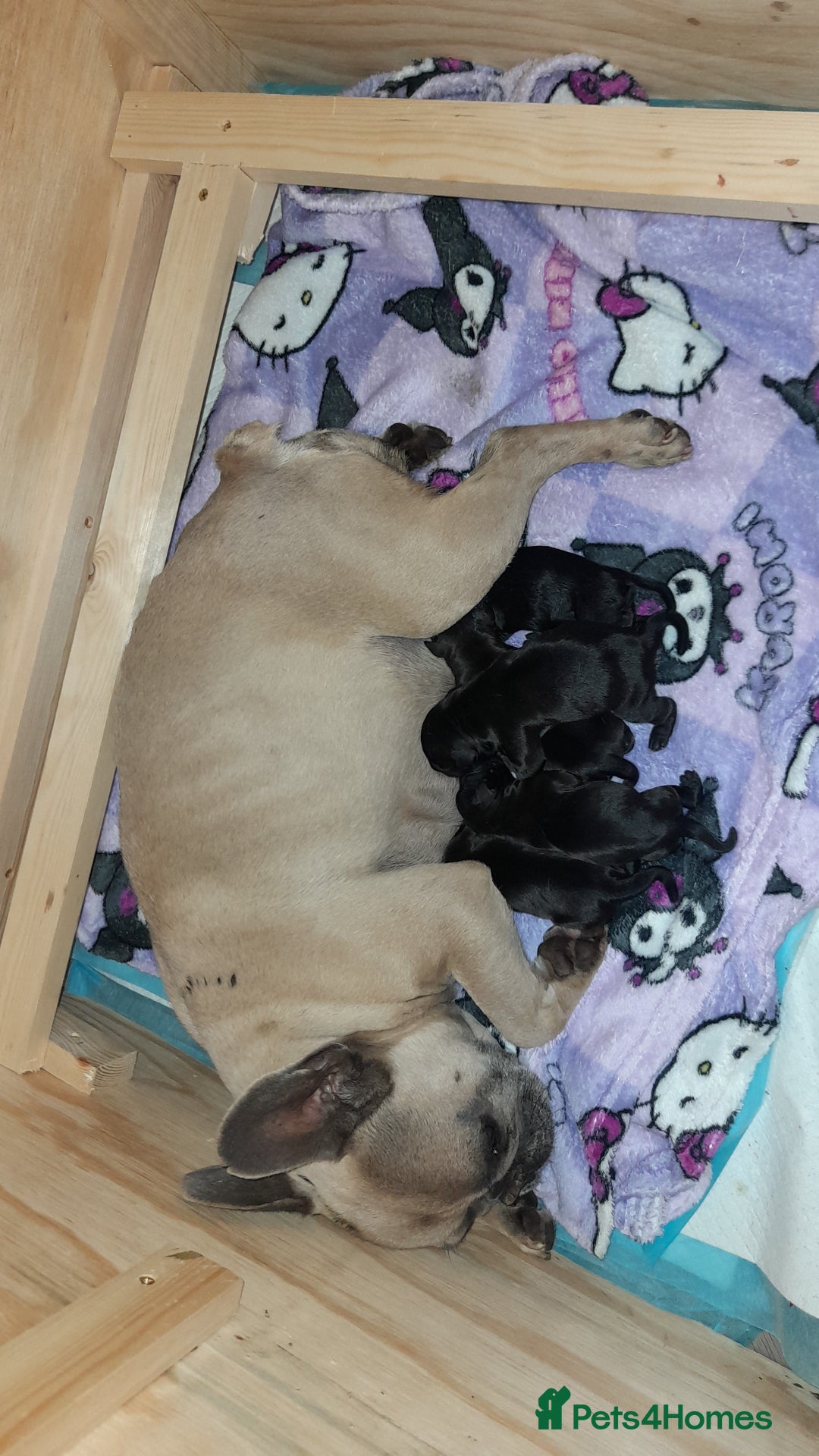 Mixed Breed dogs for sale: Frenchbulldog cross spaniel (frocker) 🐾 - Image 5