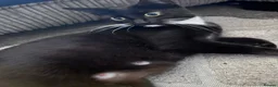 Mixed Breed cats for sale: Beautiful kittens - Advert 7