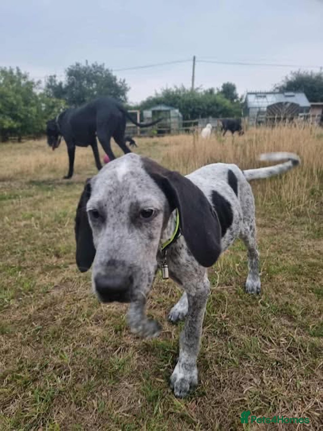 Mixed Breed dogs for adoption: Arlo 4 month old pointer cross puppy  - Image 6