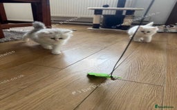 Persian cats for sale: Lovely Persian cats  - Image 9