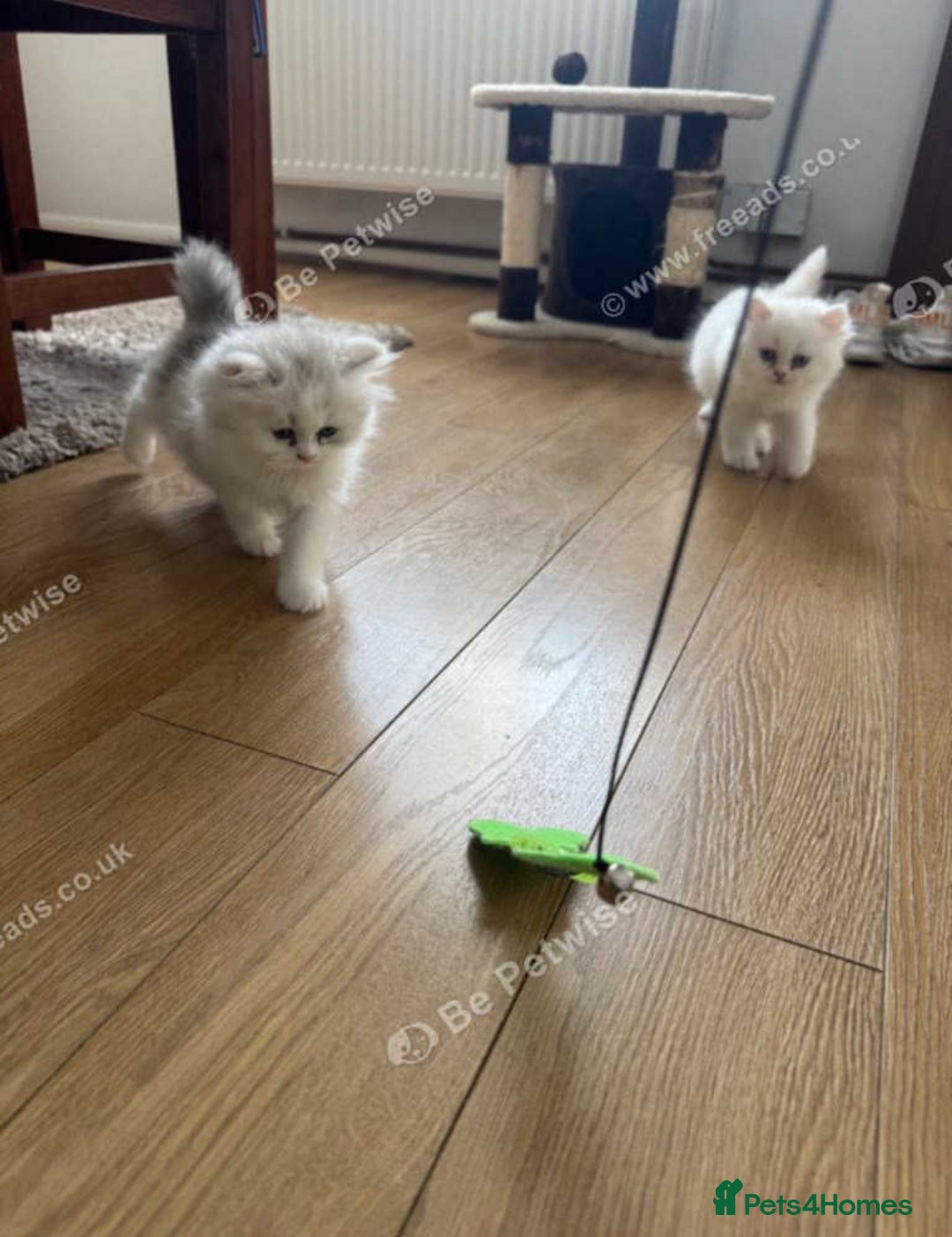 Persian cats for sale: Lovely Persian cats  - Image 9
