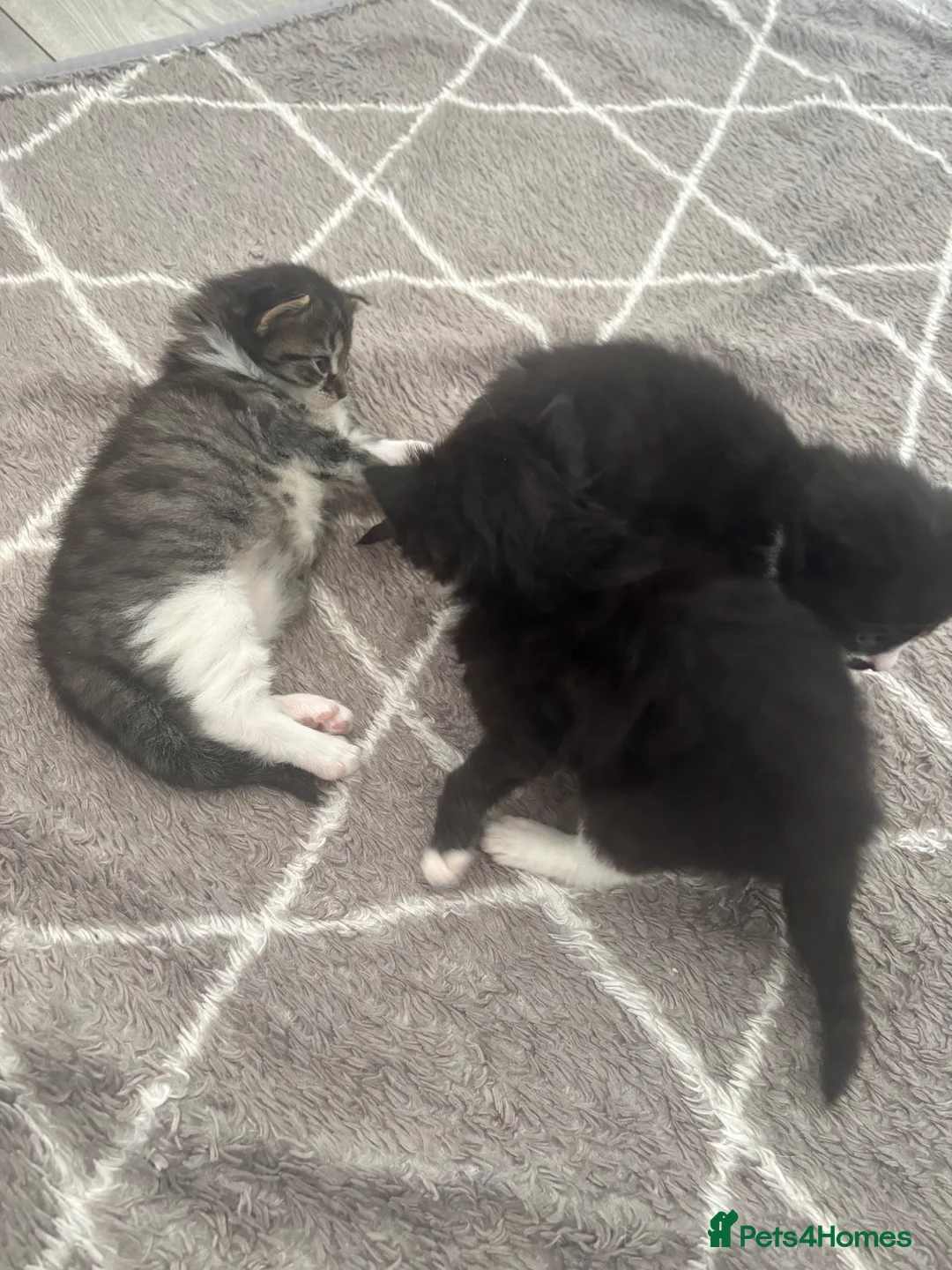 Mixed Breed cats for sale: Maine coon and turkish angora mix kittens in Nelson - Advert 2