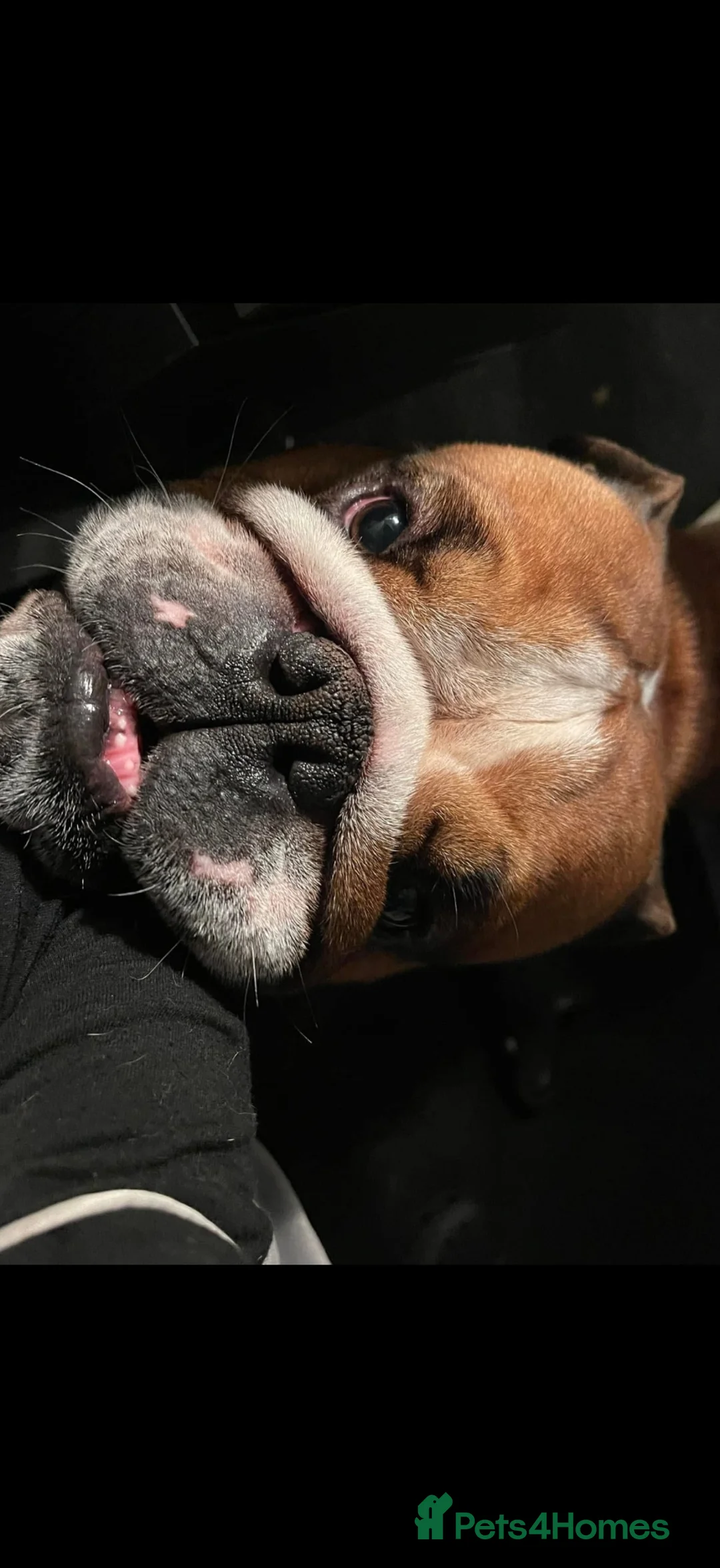 English Bulldog dogs for sale: British bulldog in Wigan - Advert 2