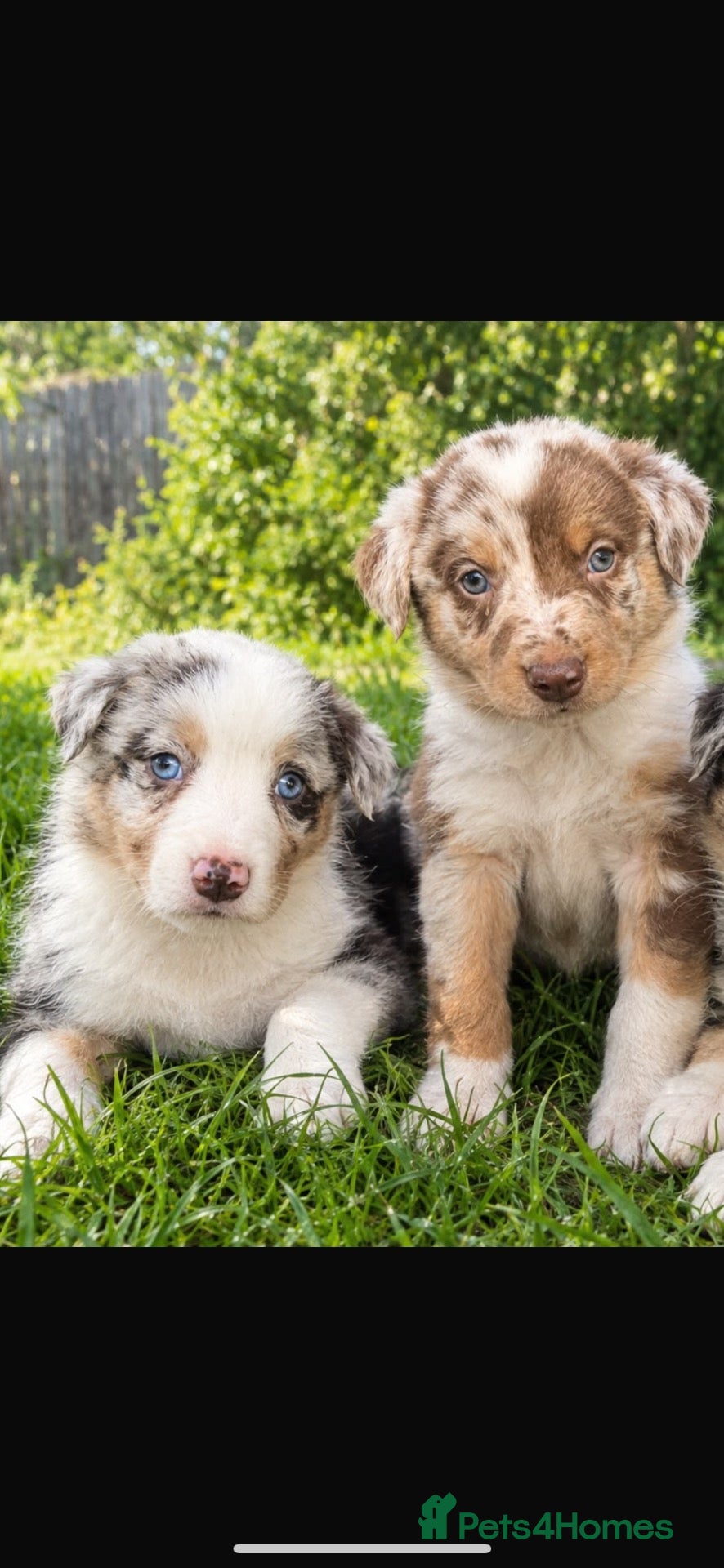 Border Collie dogs Stunning border collie puppies 🐶 - Advert 2