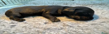 Miniature Dachshund 2